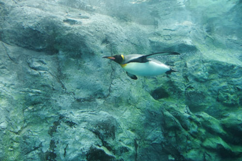 243penguin