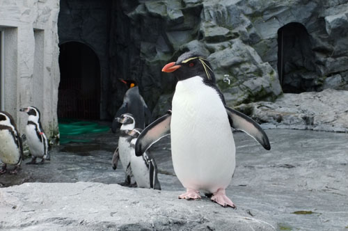 248penguin