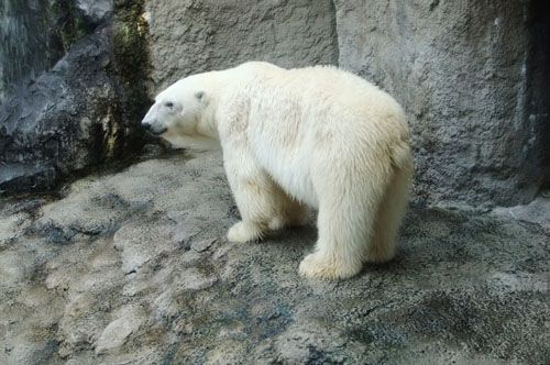 269sirokuma