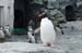 248penguin