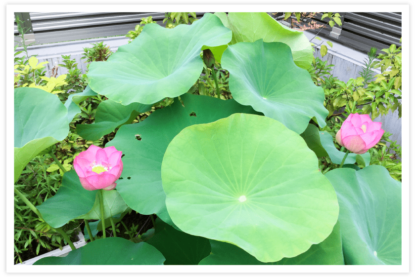 写真：蓮の花