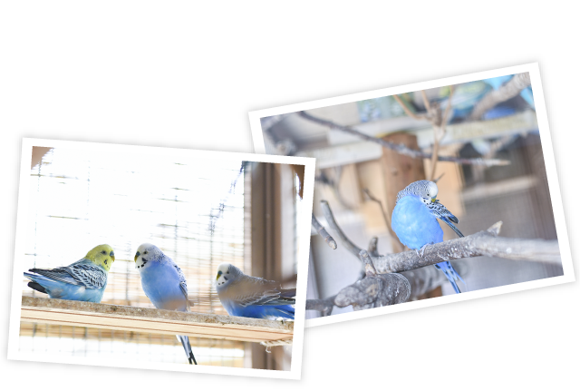 写真：セキセイインコ