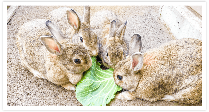 写真：うさぎのきょうだい