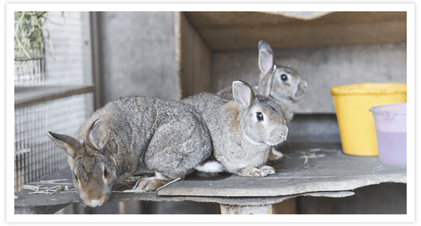 写真：うさぎのきょうだい