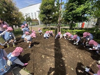 0514 ブログ芋苗 (8).jpg
