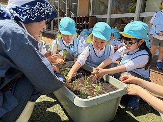 0512 ブログ田植え (5).jpg