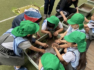 0512 ブログ田植え (3).jpg