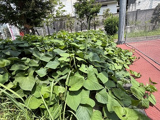 ブログ夏休み (8).jpg