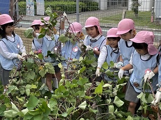 1024 ブログ芋ほり  (1).jpg