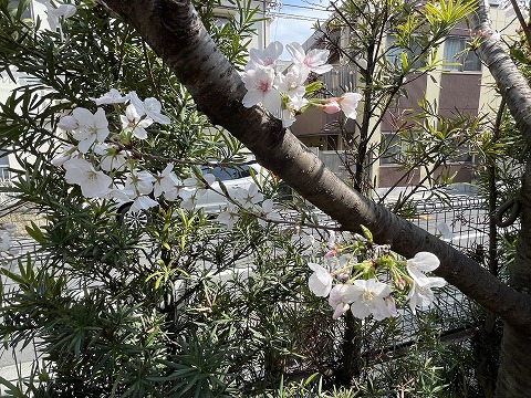 春休み中の幼稚園　～春ですね！～