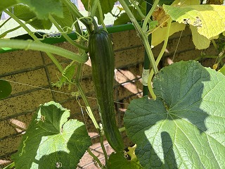 ブログ夏休み (4).jpg