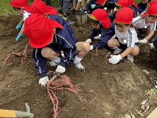 1024 ブログ芋ほり  (4).jpg