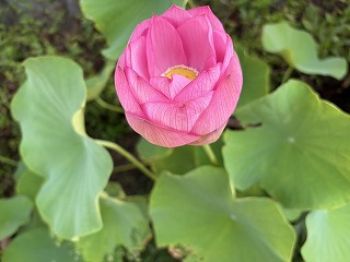 
                    
                      夏休みの幼稚園では
                    
                    