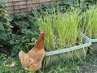 
                    
                      夏休みの幼稚園では
                    
                    