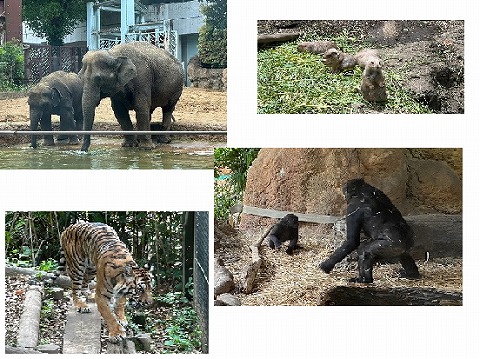 0601 ブログ動物園 (20).jpg