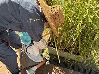 0914 ブログ稲刈り (2).jpg