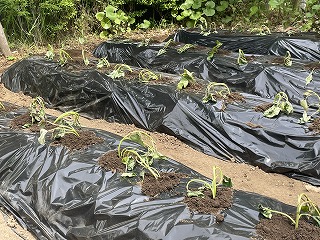 0514 ブログ芋苗 (5).jpg
