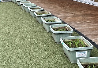 0512 ブログ田植え (6).jpg