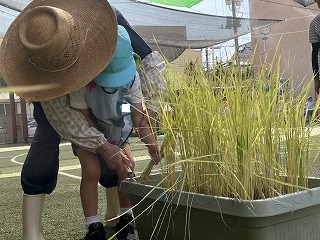 0908 ブログ稲刈り (3).jpg