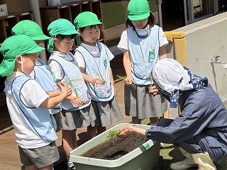 0512 ブログ田植え (2).jpg