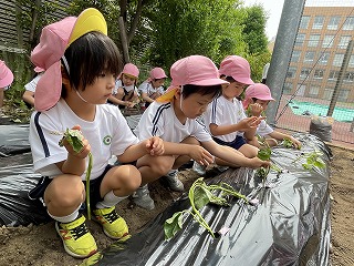 0514 ブログ芋苗 (3).jpg