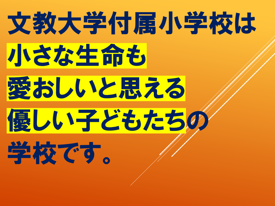 【　いきものパラダイスIN　BUNKYO】 (12).PNG