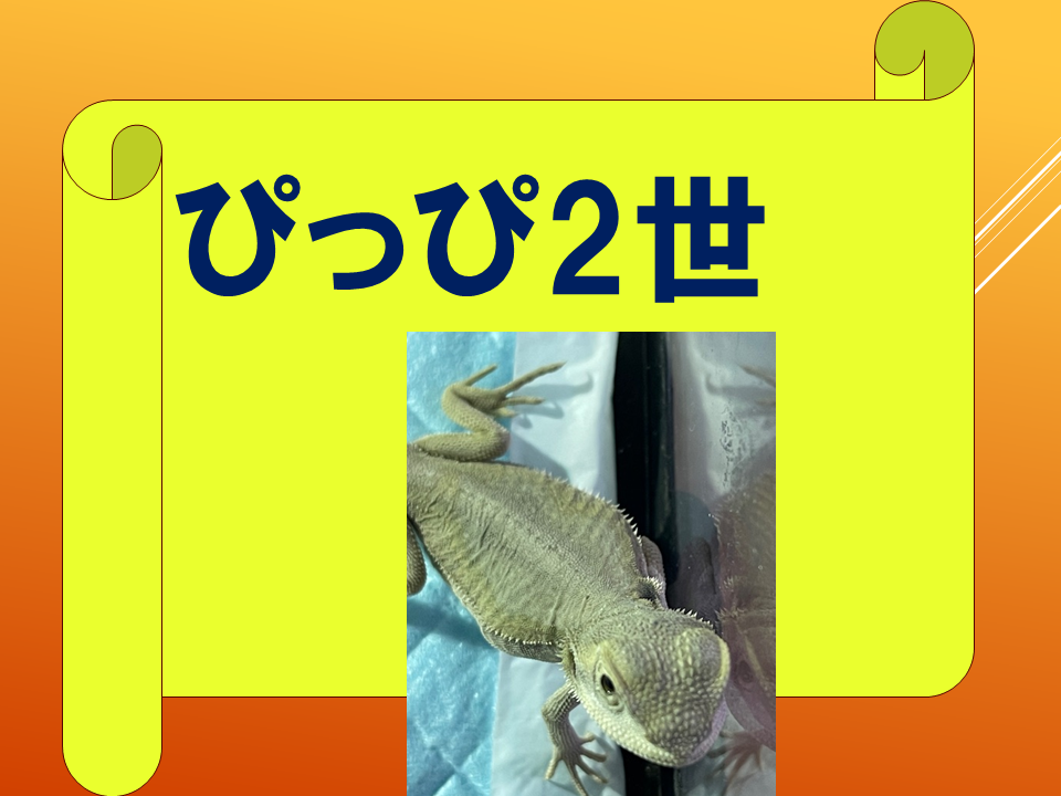 【　いきものパラダイスIN　BUNKYO】 (17).PNG