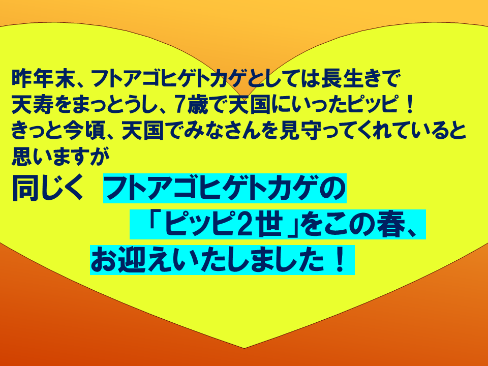 【　いきものパラダイスIN　BUNKYO】 (18).PNG