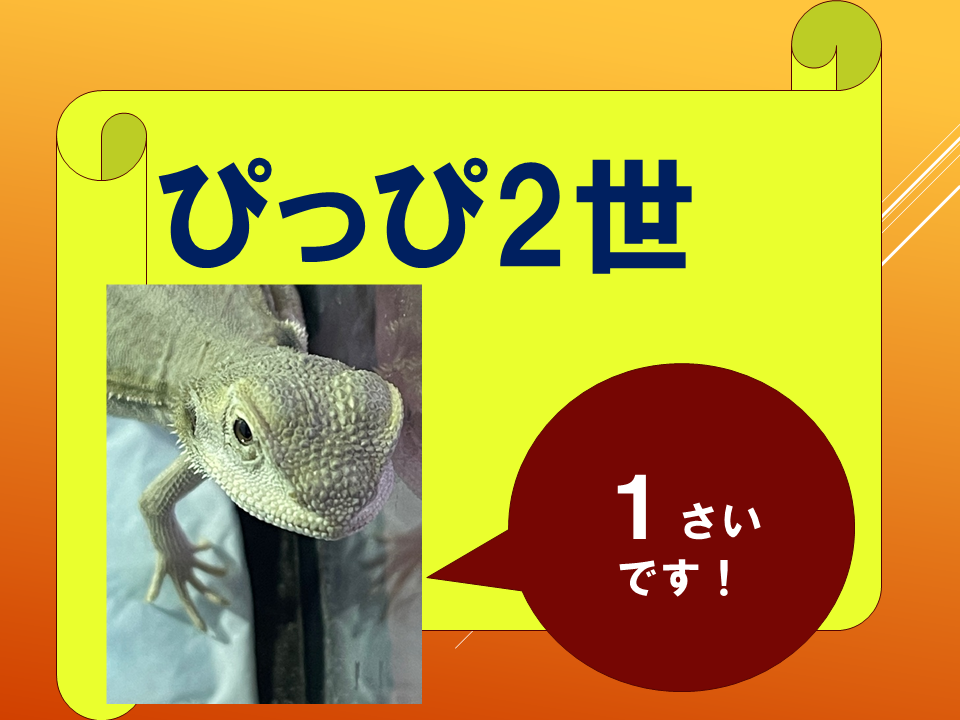 【　いきものパラダイスIN　BUNKYO】 (19).PNG