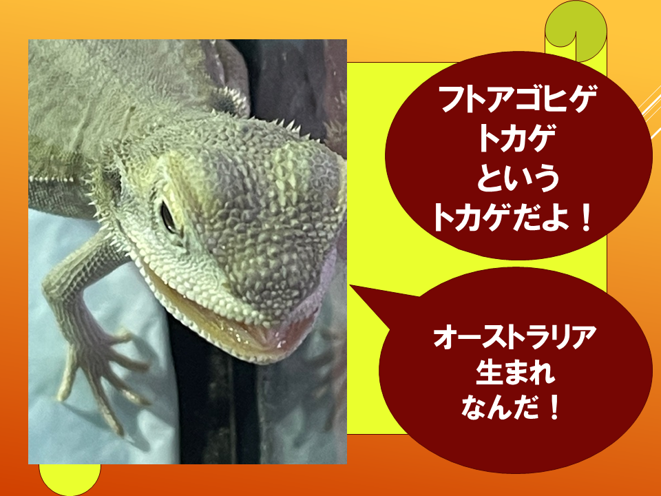 【　いきものパラダイスIN　BUNKYO】 (21).PNG