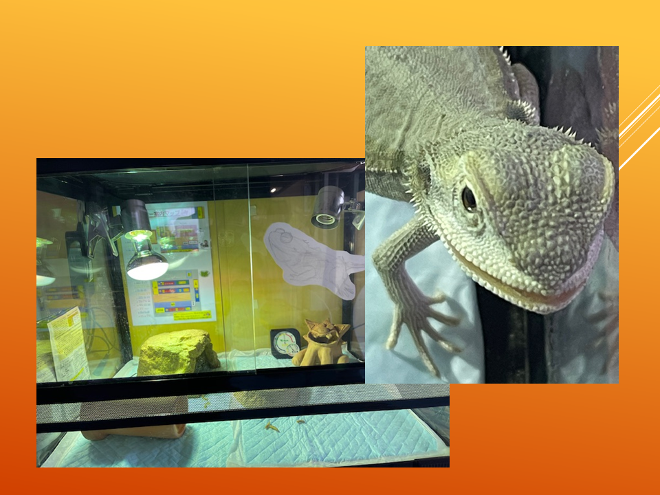 【　いきものパラダイスIN　BUNKYO】 (24).PNG