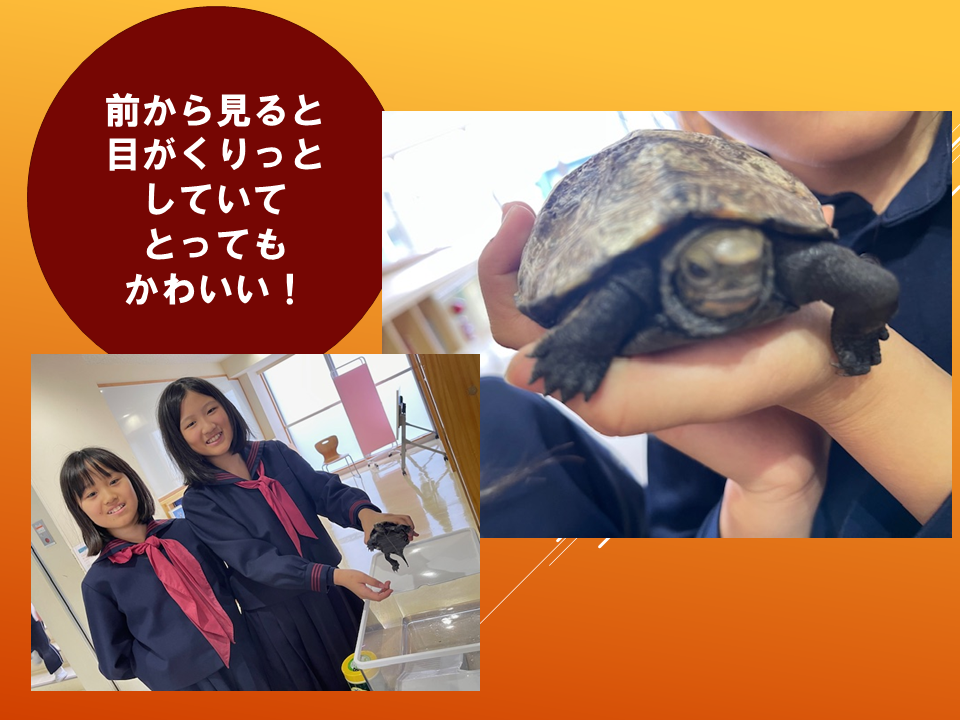 【令和８年度０４０６　いきものパラダイスIN　BUNKYO】 (1).PNG