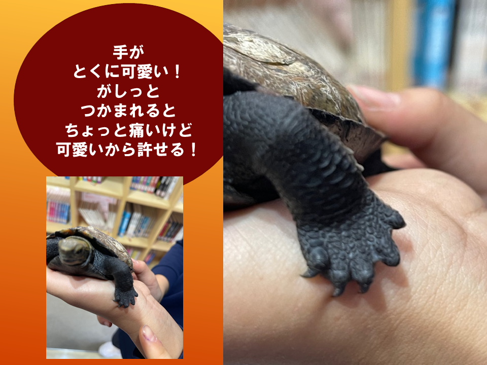 【令和８年度０４０６　いきものパラダイスIN　BUNKYO】 (2).PNG