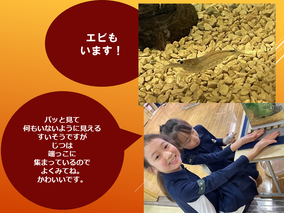 【令和８年度０４０６　いきものパラダイスIN　BUNKYO】 (3).PNG