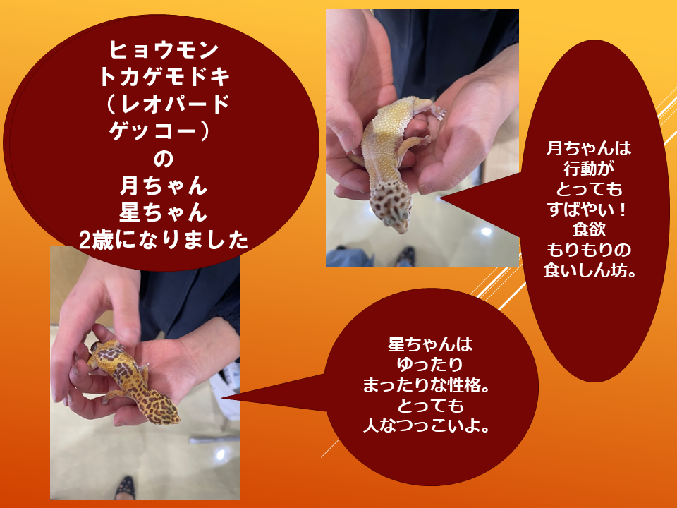 【令和８年度０４０６　いきものパラダイスIN　BUNKYO】 (6).PNG