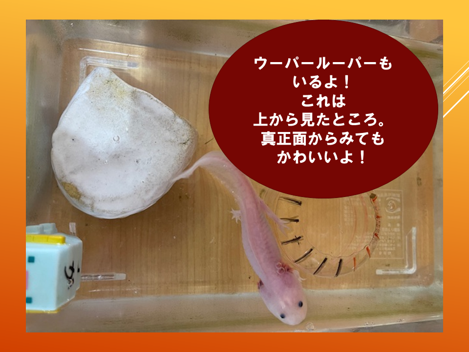 【令和８年度０４０６　いきものパラダイスIN　BUNKYO】 (7).PNG