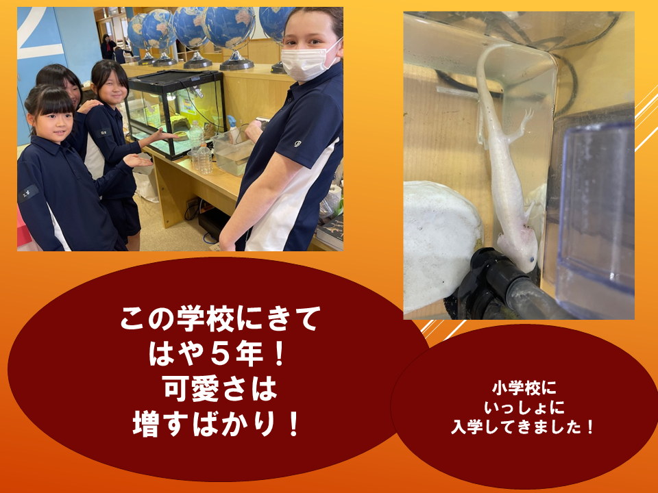 【令和８年度０４０６　いきものパラダイスIN　BUNKYO】 (8).PNG