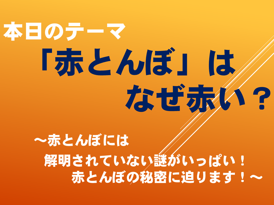 「赤とんぼ」はなぜ赤い?