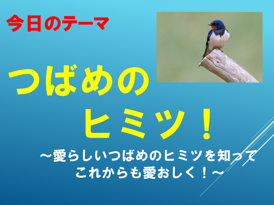 「つばめのヒミツ！」～愛らしいつばめのヒミツを知ってこれからも愛おしく！～
