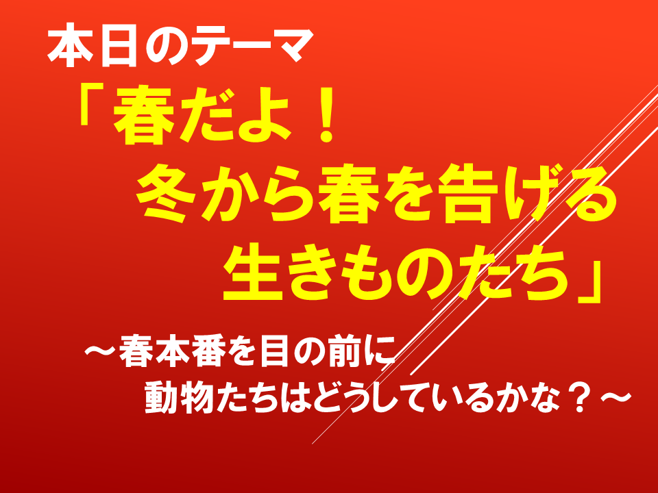 「春だよ！冬から春を告げる生きものたち」～春本番を目の前に動物たちはどうしているかな？～