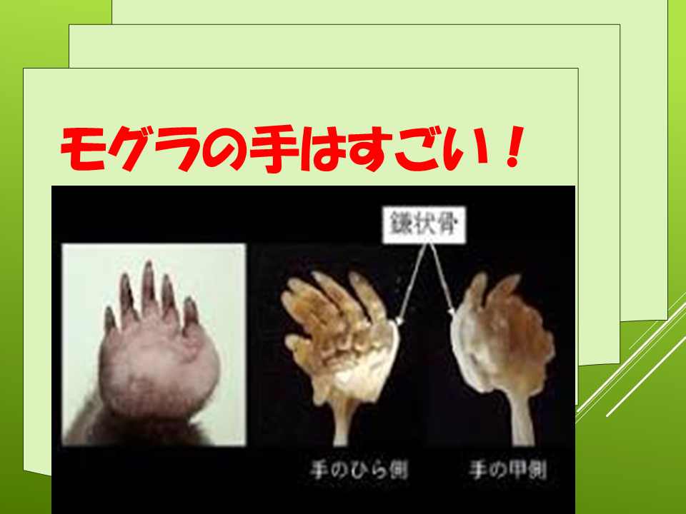 260511モグラはすごい (16).PNG