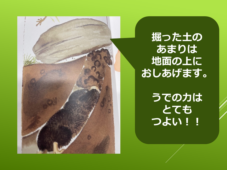 260511モグラはすごい (21).PNG