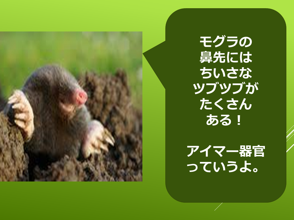 260511モグラはすごい (26).PNG