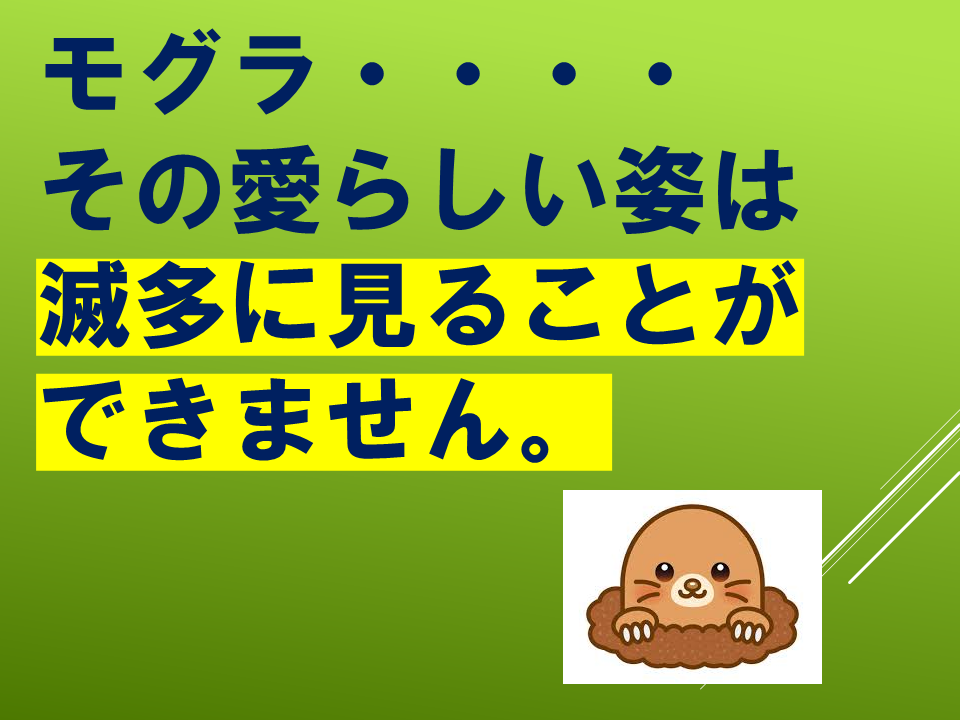 260511モグラはすごい (33).PNG