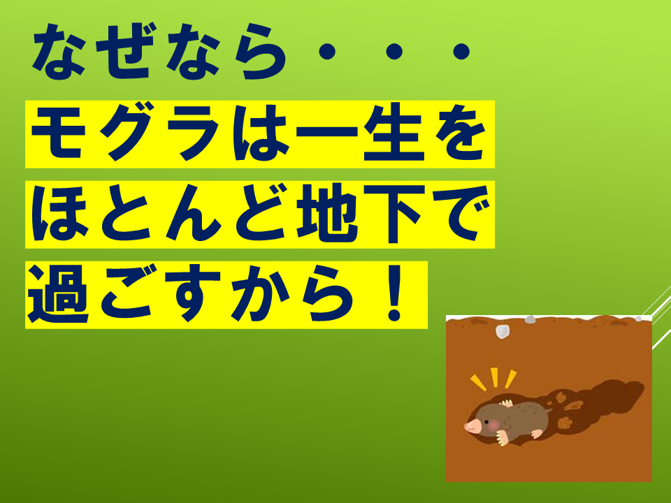 260511モグラはすごい (34).PNG