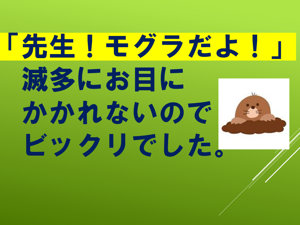 260511モグラはすごい (4).PNG