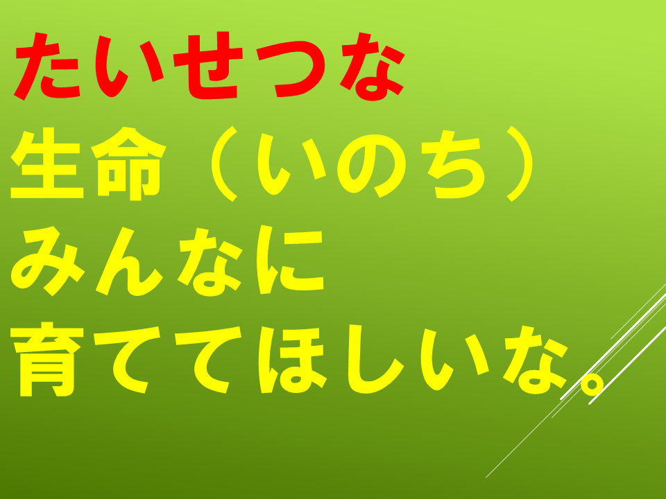 260511春のたねやさん (14).PNG