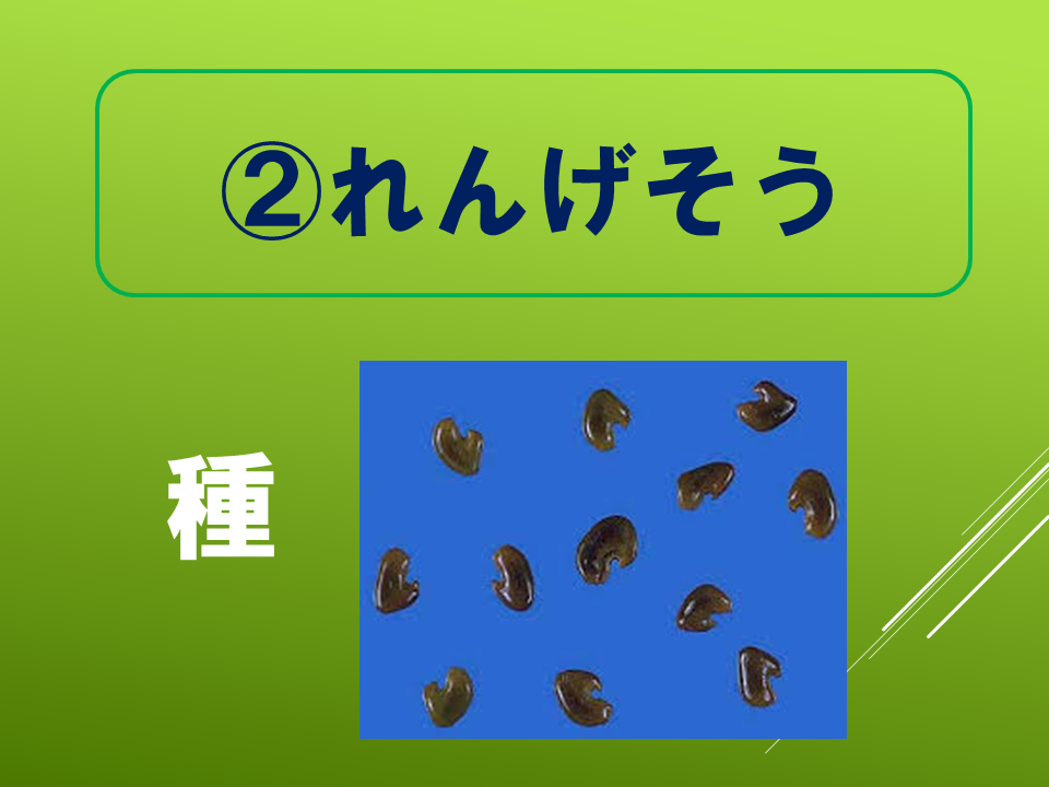 260511春のたねやさん (22).PNG