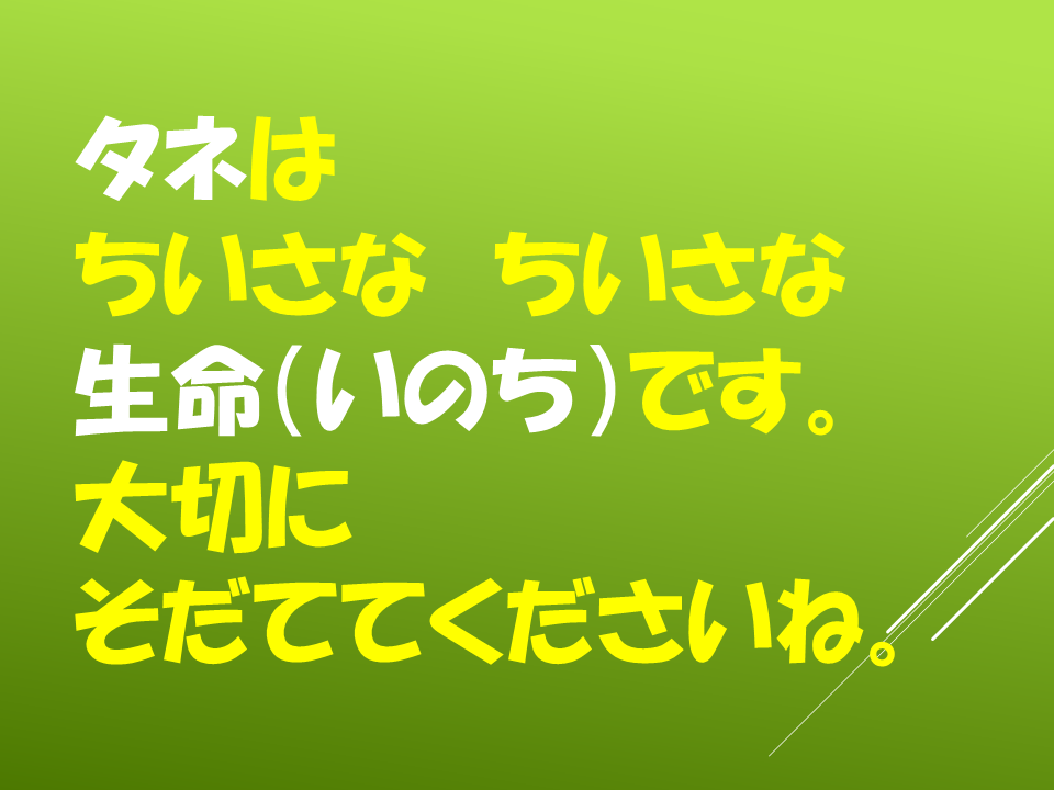 260511春のたねやさん (40).PNG