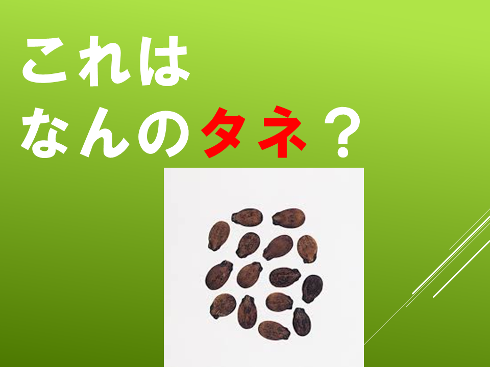 260511春のたねやさん (5).PNG